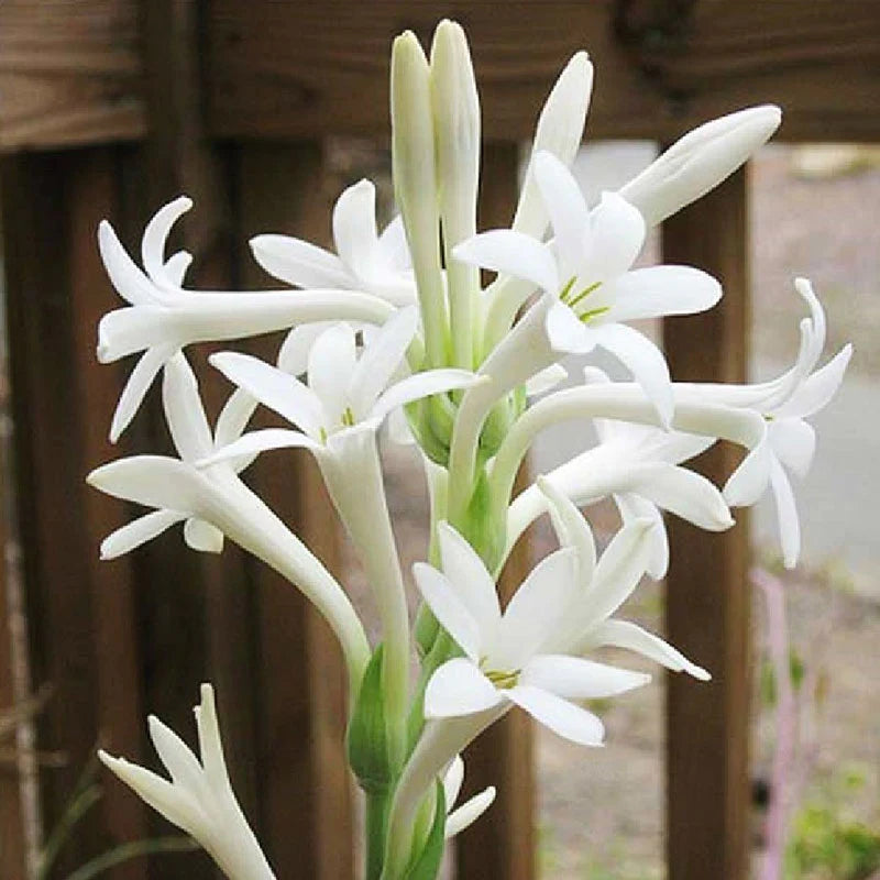 Sindo - Tuberose Ornamental Plants   Discover the Allure of Tuberose Ornamental Plants