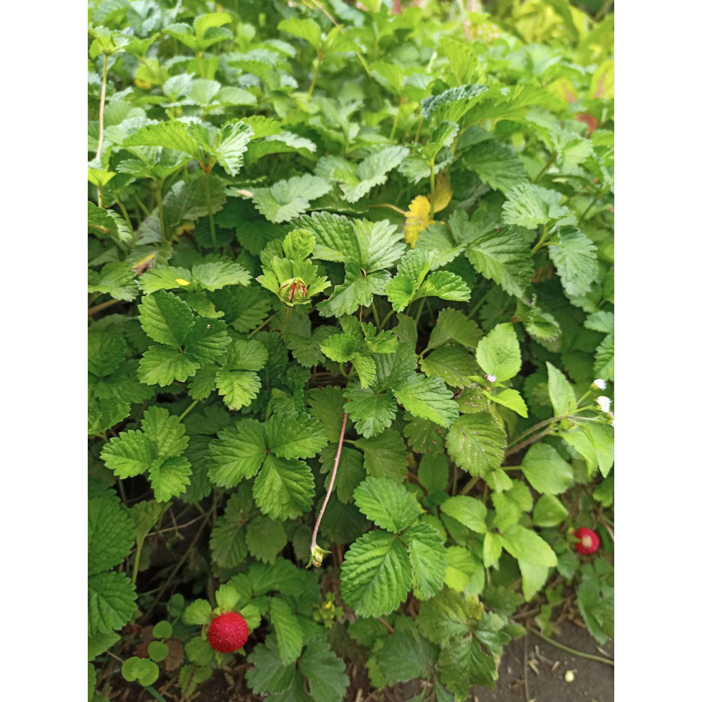 Sindo - Mock Strawberry Plant | Hardy, Beautiful, and Easy to Grow – Start Your Garden Today!