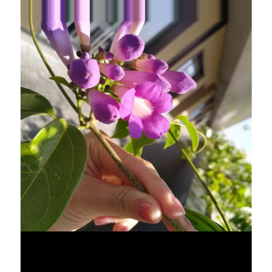 Sindo - Garlic Vine  Mansoa Hymenaea, A Fragrant Delight for Your Garden