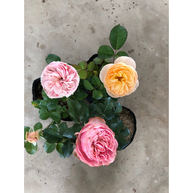 Sindo - English Rose Live Plant Buy 10 FREE 1  , Exquisite Blooms for Singapore's Climate , au19