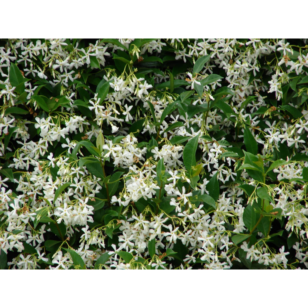 Sindo - Caroline Jasmine | Fragrant Beauty of Nature’s Perfume in a Delicate Vine Live Indoor Plant