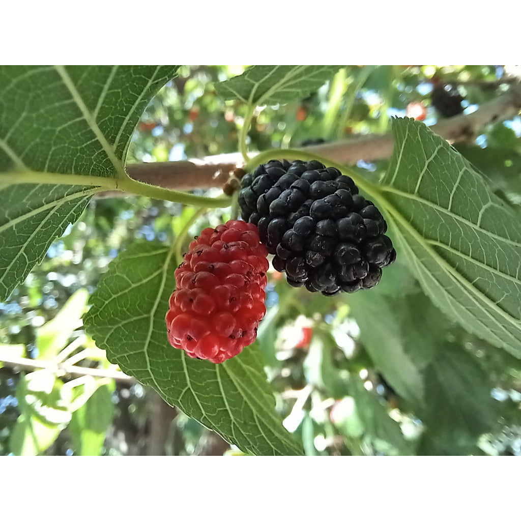 Sindo - Morus  The Fruitful Delight of the Morus Fruit Plant