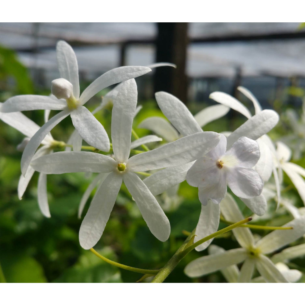 Sindo - Exquisite Sandpaper Vine  Enhance Your Garden with White Petrea Volubilis Majesty