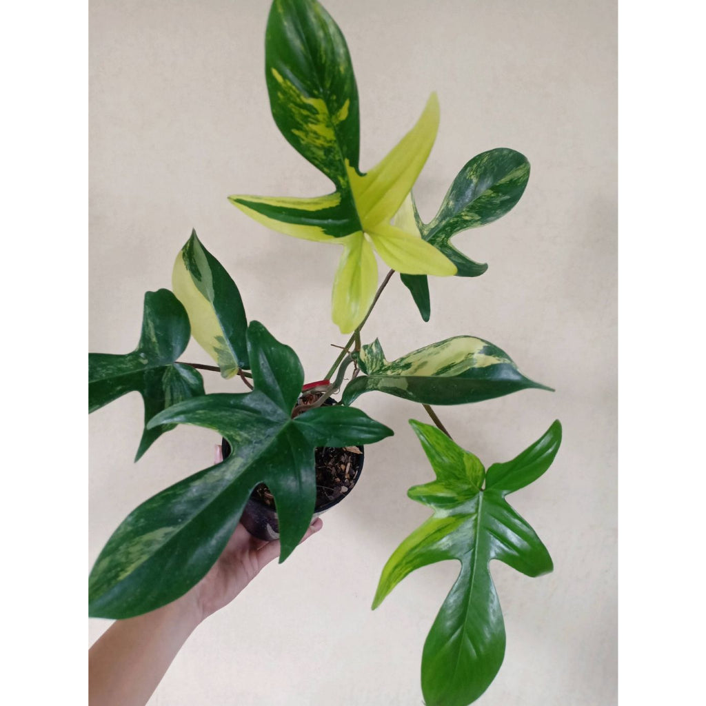 Sindo - Philodendron Florida Beauty Variegated | Tropical Delight for Your Indoor Oasis
