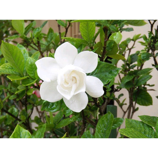 Sindo - Gardenia Jasminoides  Fragrant Blooms for a Serene Garden