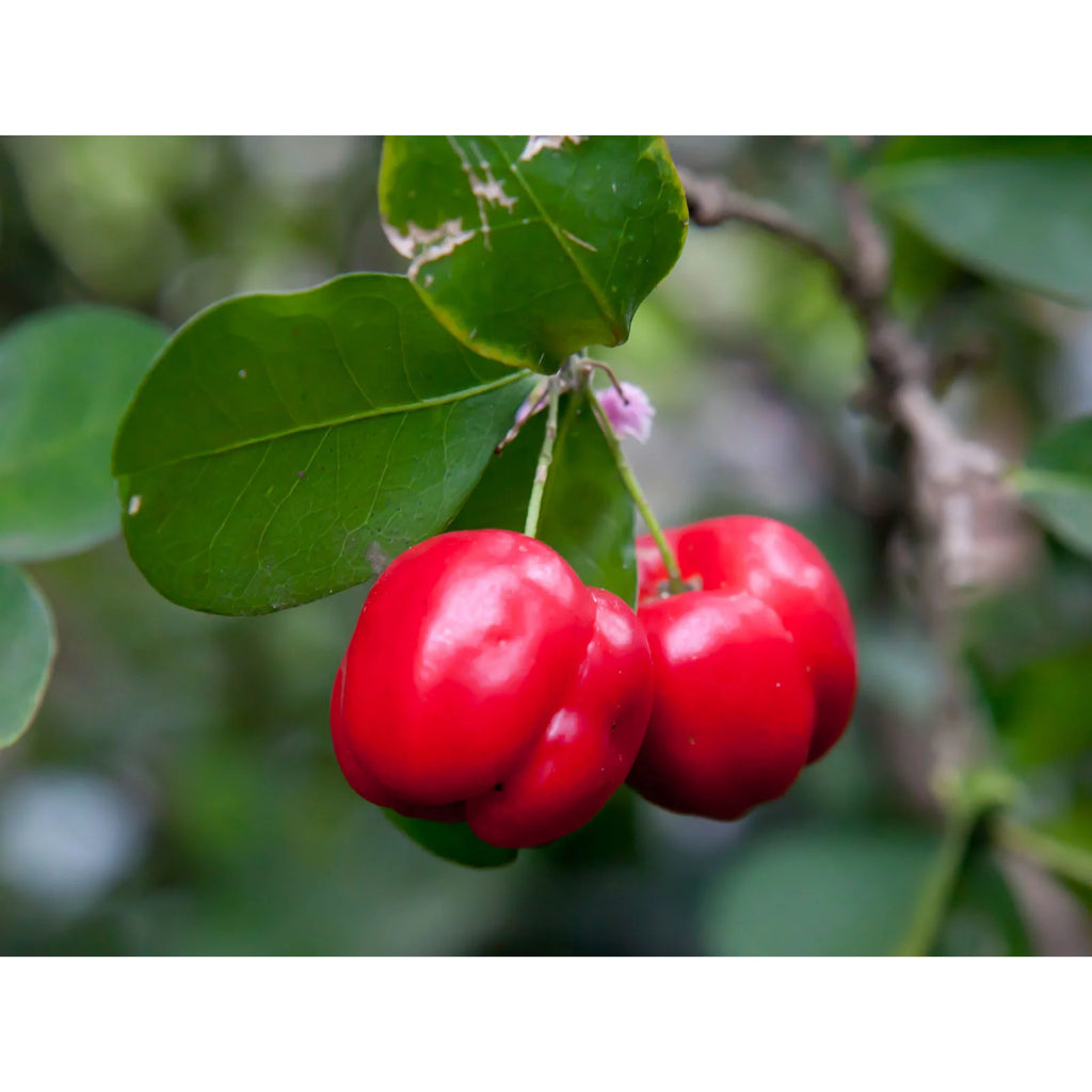 Sindo - Juicy Delight  Malpighia Emarginata - Barbados Cherry for Your Garden