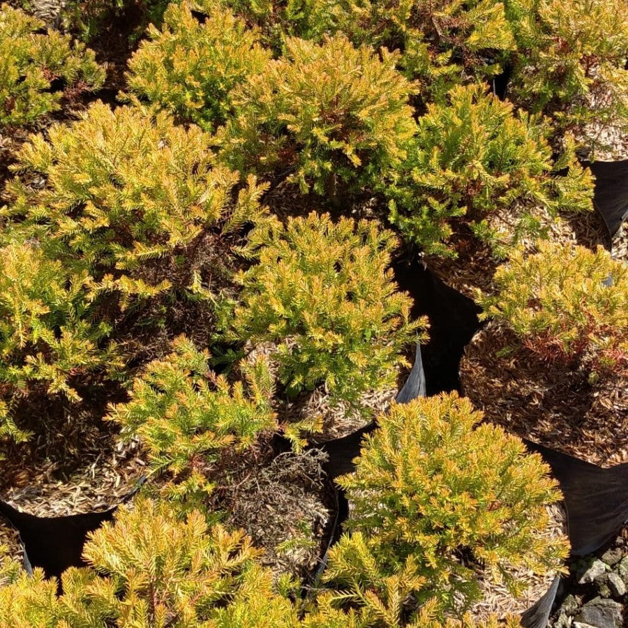 Sindo - Gilded Elegance  Embrace the Radiance of Golden Cypress by Krapyak