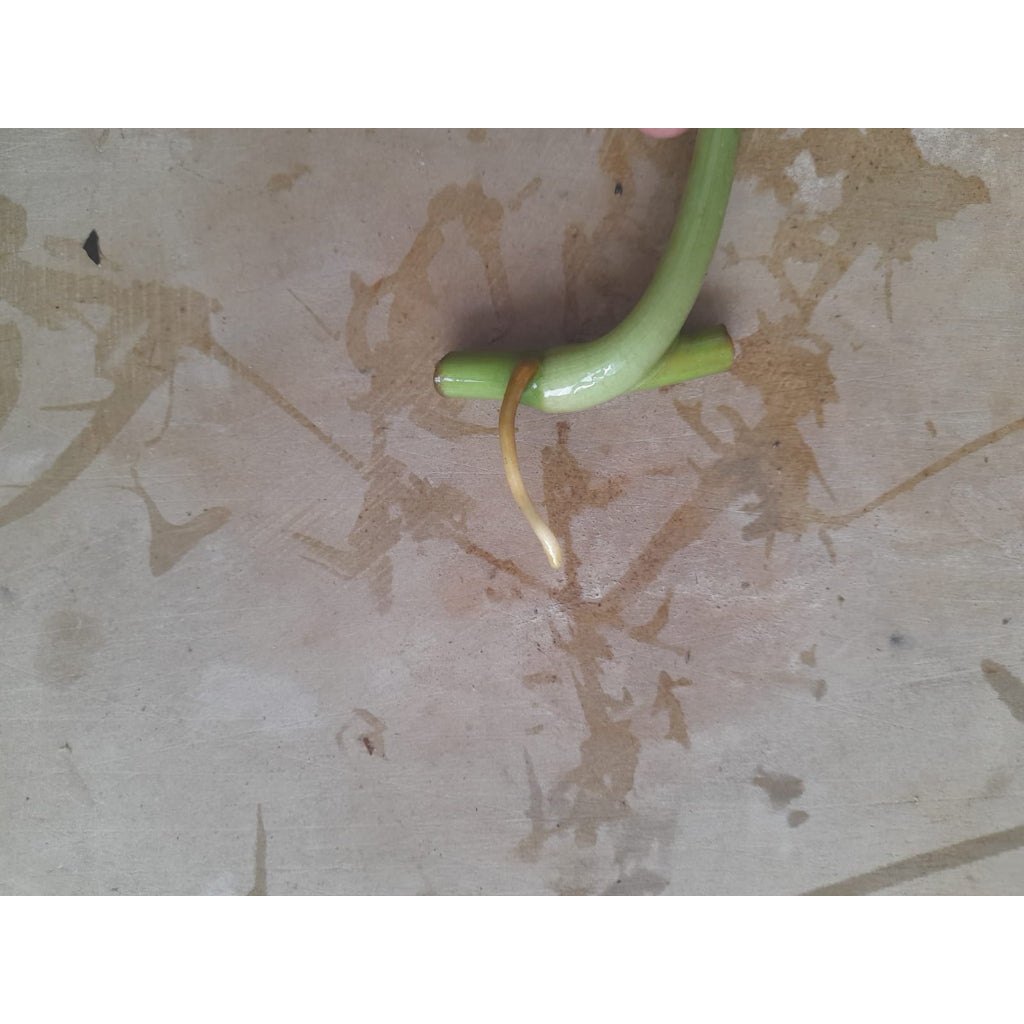 Sindo - Caring for Syngonium Mojito Fresh Cuttings  Year-round Care Guide