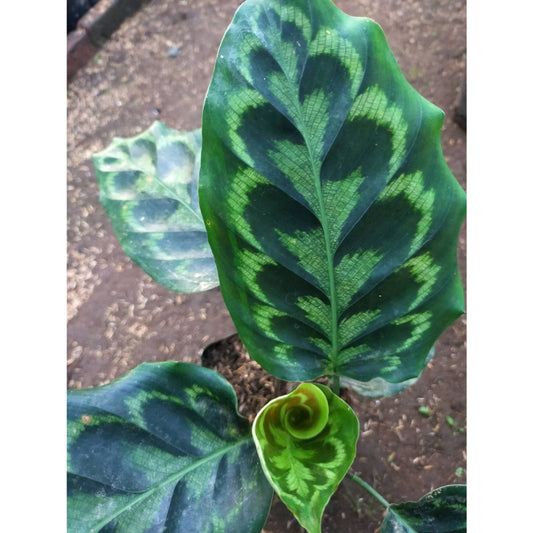 Sindo -   Calathea Peacock  A Striking Indoor Plant to Enchant Your Indoor Garden