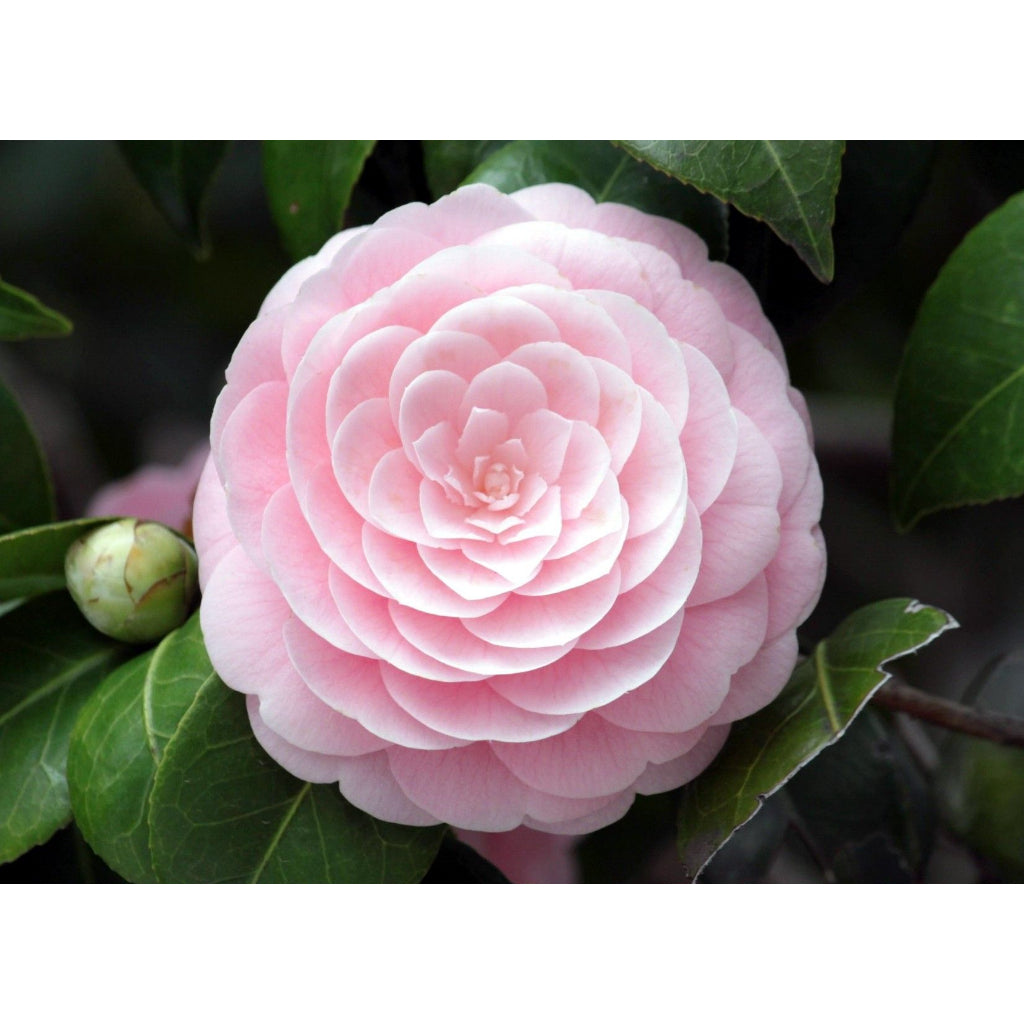 Sindo - Pink Perfection  Japanese Camellia - Enhance Your Garden with Elegance Live Indoor Plant