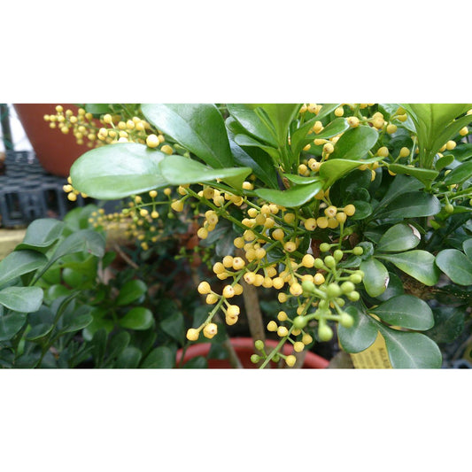 Sindo - Exquisite Fragrance  Aglaia Odorata Lour - Elevate Your Garden