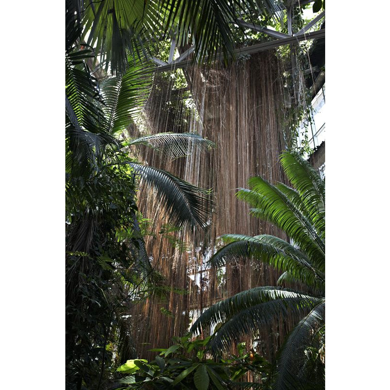 Sindo - Evergreen Wonder  Cissus sicyoides, Nature's Health Booster