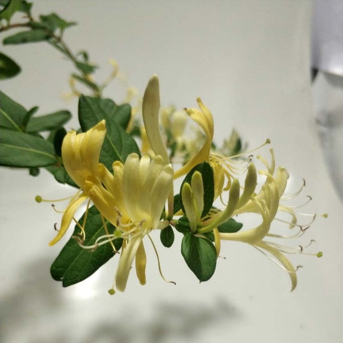 Sindo - Caroline Jasmine | Fragrant Beauty of Nature’s Perfume in a Delicate Vine Live Indoor Plant