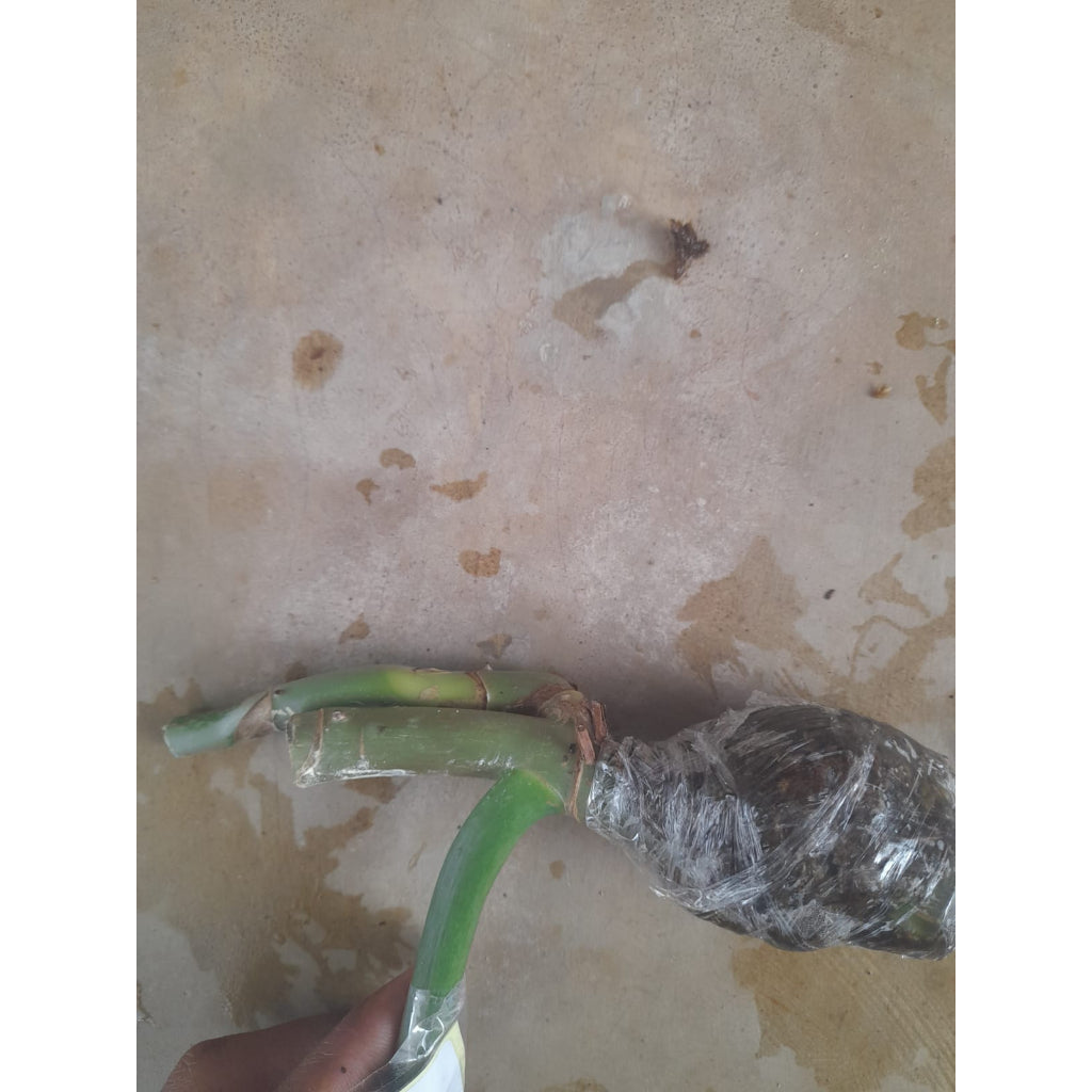 Sindo - Caring for Philodendron Hastatum Silver Fresh Cuttings  Year-round Care Tips