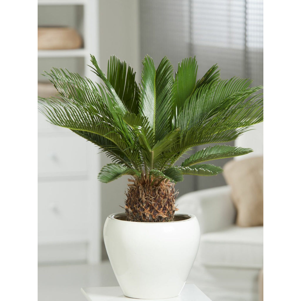 Sindo - Enhance Your Garden with Cycas  Majestic and Hardy Plant for Gardening Enthusiasts