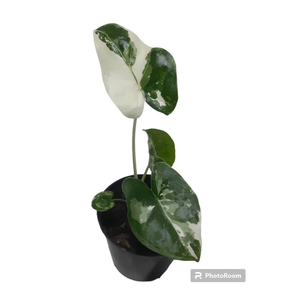 Sindo - Striking Alocasia Macrorrhiza VARIEGATED  A Captivating Foliage Plant for Your Indoor Oasis