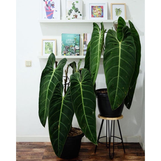 Sindo - Philodendron Melanochrysum Fresh Cutting  Unveiling the Beauty of the Velvet Leaf Houseplant