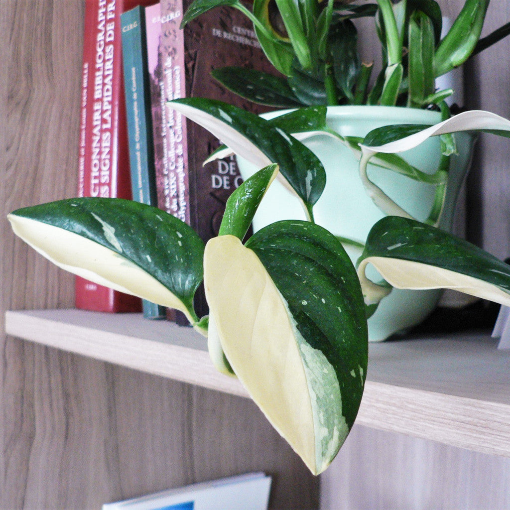 Sindo - Captivating Monstera Standleyana White Variegated Fresh Cutting  Elevate Your Indoor Space