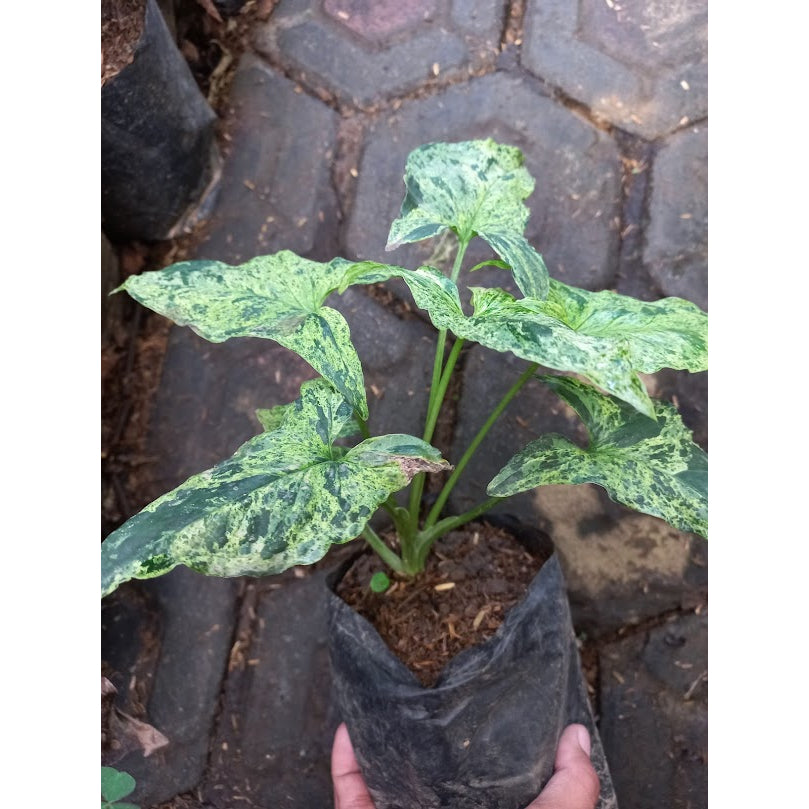 Sindo - Refreshing Beauty  Syngonium Mojito - A Must-Have for Your Garden