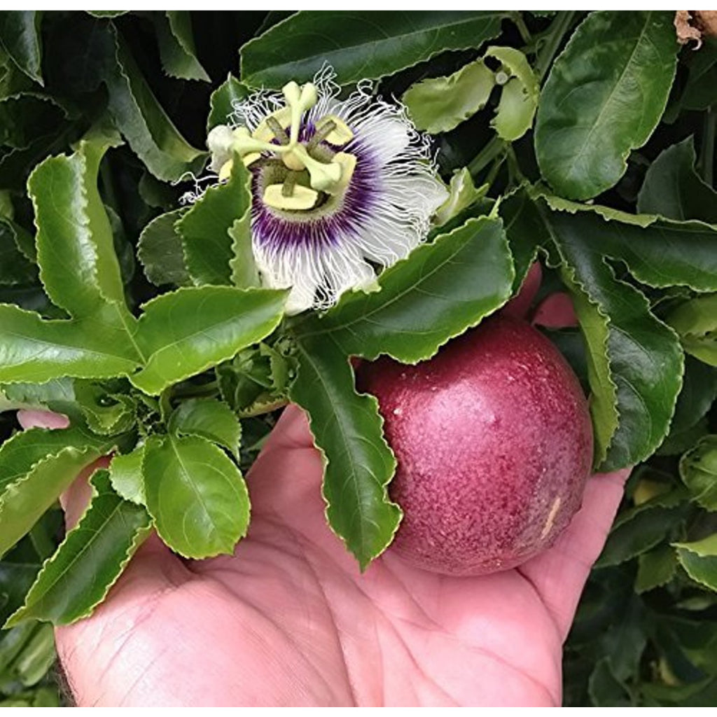 Sindo - Tropical Bliss  Passion Fruit - Grow Your Own Exotic Delight in Your Garden