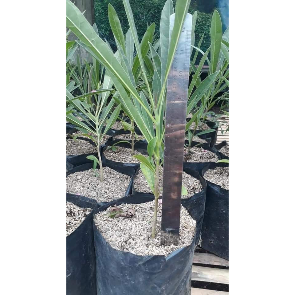 Sindo - Enhance Your Garden with Tabebuia Caraiba  Vibrant Beauty for Gardening Enthusiasts