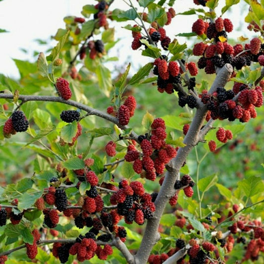 Sindo - Morus  The Fruitful Delight of the Morus Fruit Plant