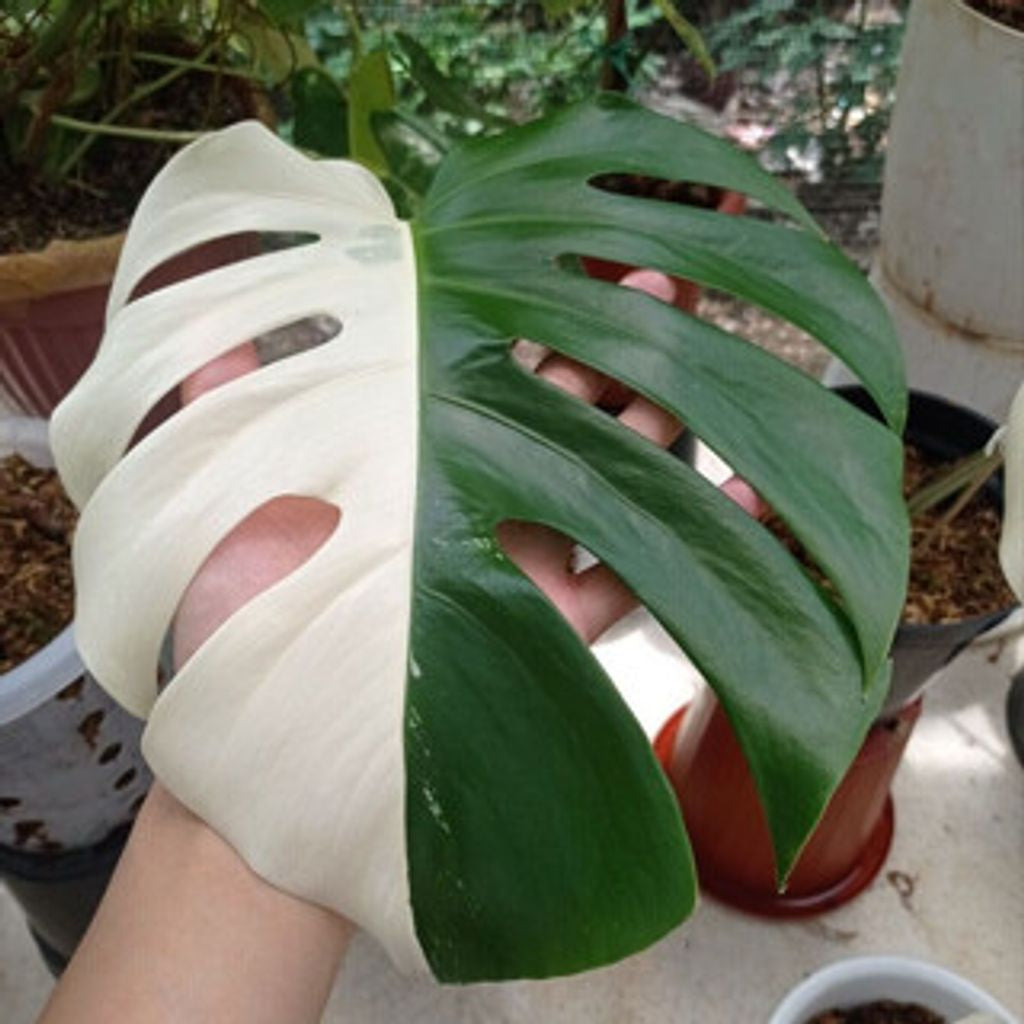 Sindo -  Monstera Albo Variegated Fresh Cutting  A Rare Beauty for Your Indoor Oasis
