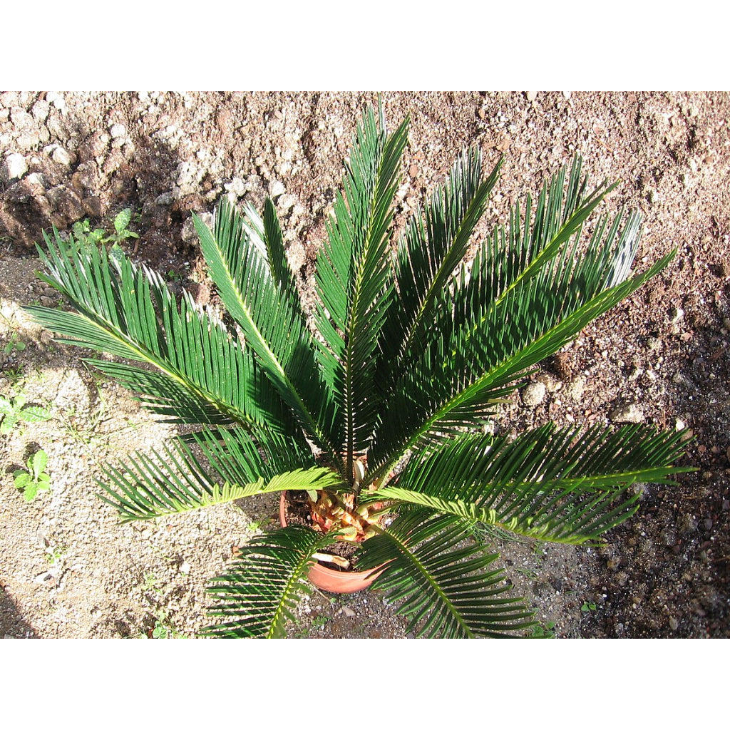 Sindo - Enhance Your Garden with Cycas  Majestic and Hardy Plant for Gardening Enthusiasts