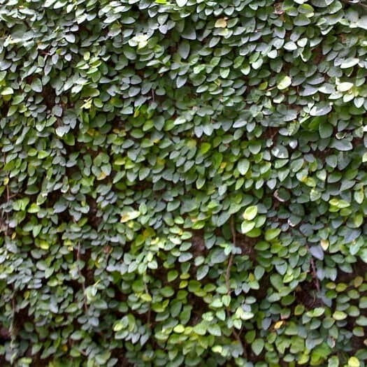 Sindo - Lush Greenery Delight  Creeping Ficus Wall Cover for Your Garden Oasis by Krapyak
