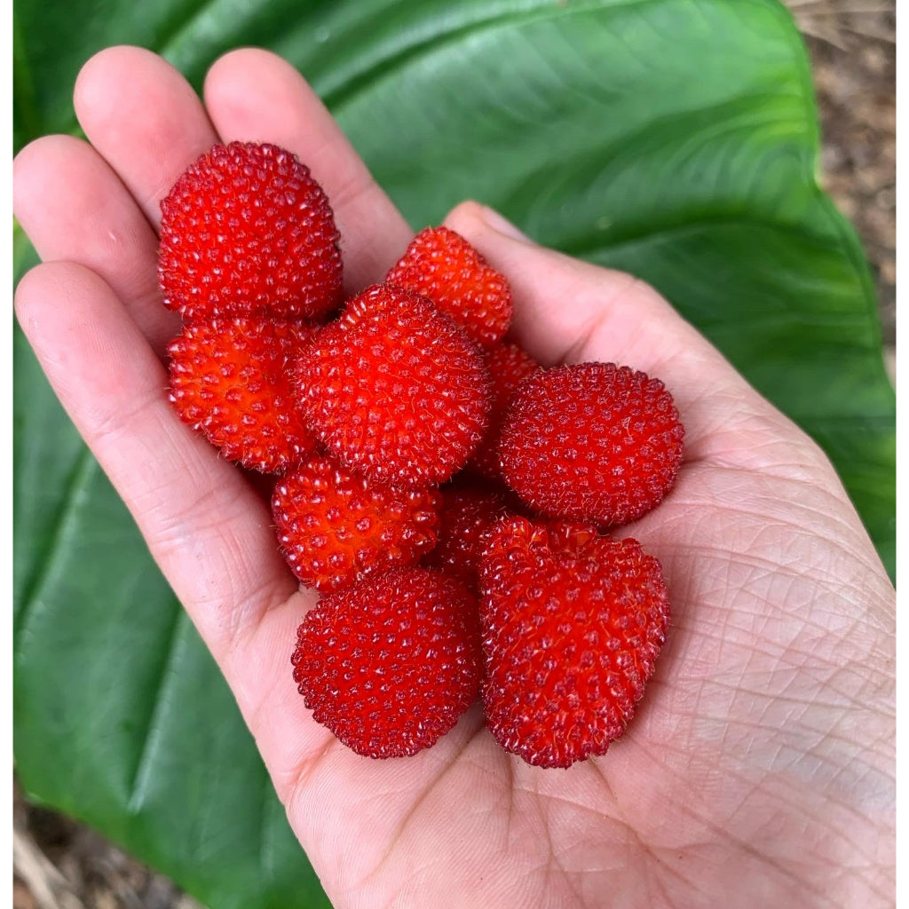 Sindo - Delicious Delights  Raspberry, Rubus Rosifolius - Grow Your Own Berry Haven