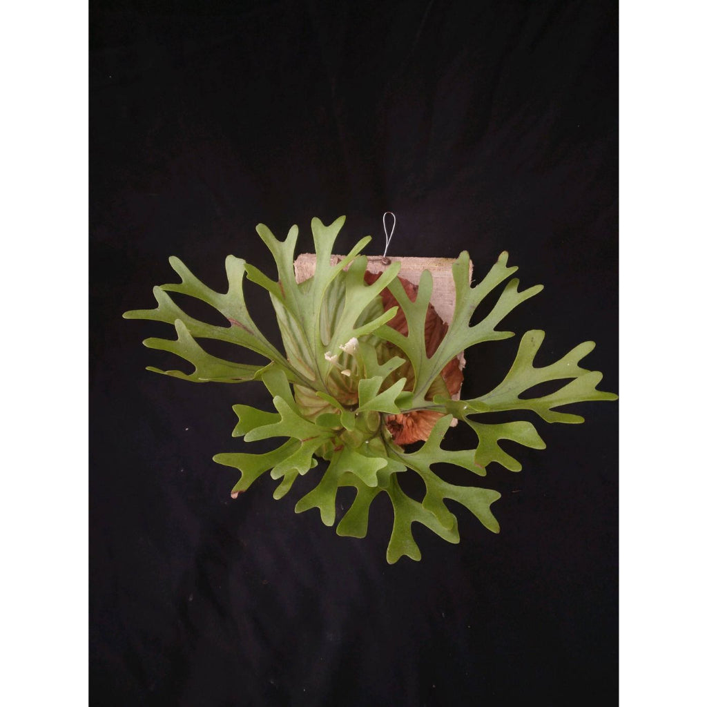 Sindo - Platycerium Ridleyi  A Majestic Indoor Plant for Gardening Enthusiasts