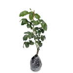 Sindo - English Rose Live Plant Buy 10 FREE 1  , Exquisite Blooms for Singapore's Climate , au19