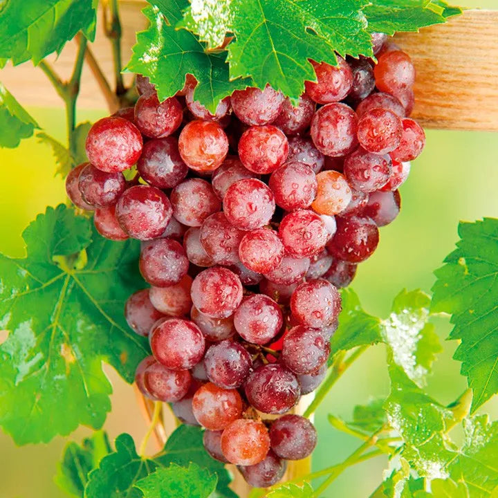 Sindo - Red Prince Grape Vine  Singapore's Captivating Red Prince Grape Vine