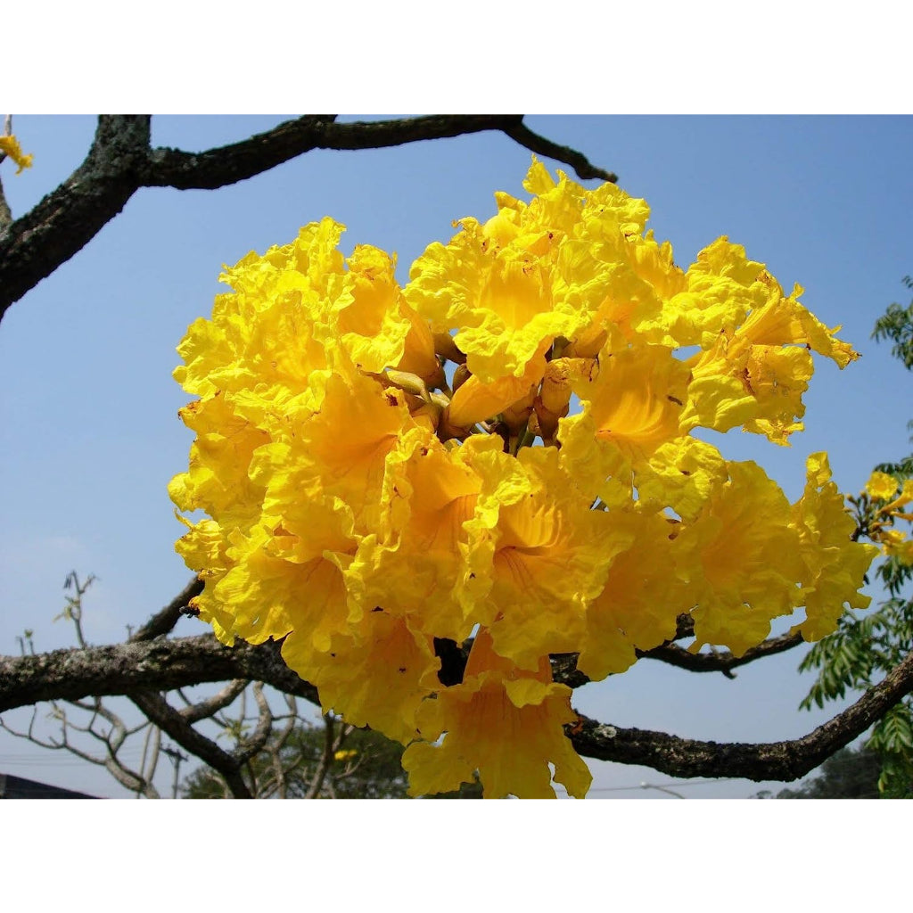 Sindo - Enhance Your Garden with Tabebuia Caraiba  Vibrant Beauty for Gardening Enthusiasts