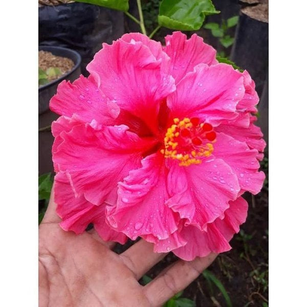 Sindo - Hibiscus rosa-sinensis L  aptivating Beauty and Vibrant Blooms for Your Garden