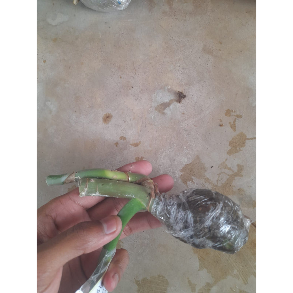 Sindo - Caring for Philodendron Hastatum Silver Fresh Cuttings  Year-round Care Tips