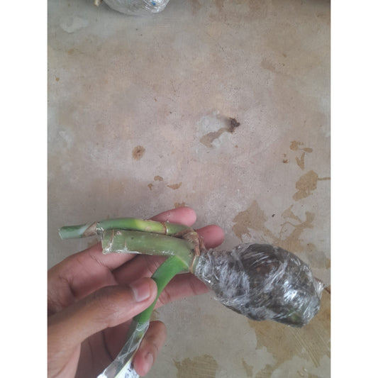 Sindo - Caring for Philodendron Hastatum Silver Fresh Cuttings  Year-round Care Tips