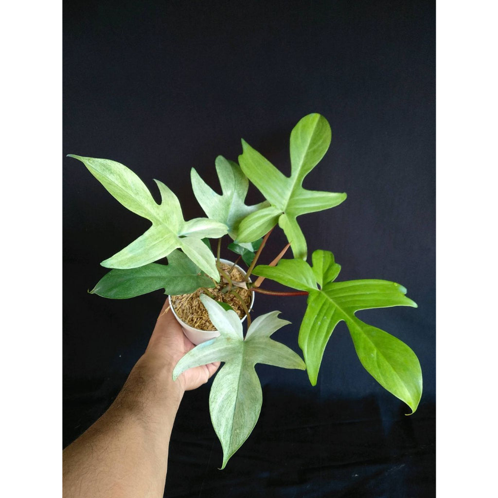 Sindo - Philodendron Florida Ghost   Ethereal Beauty for Your Indoor Jungle