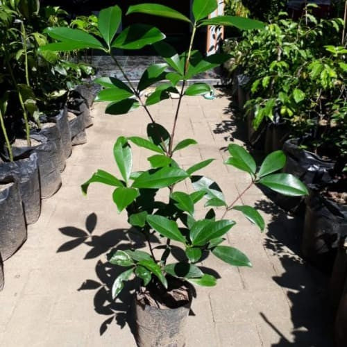 Sindo - Tropical Delight  Yellow Pitomba Fruit Plant - Experience Exotic Sweetness