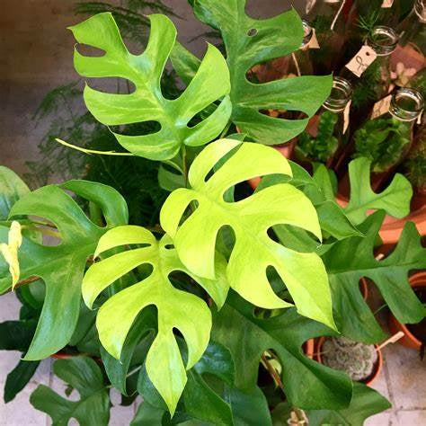 Sindo - Lush Rhaphidophora Tetrasperma Fresh Cutting  A Stunning Vining Plant for Your Indoor Jungle