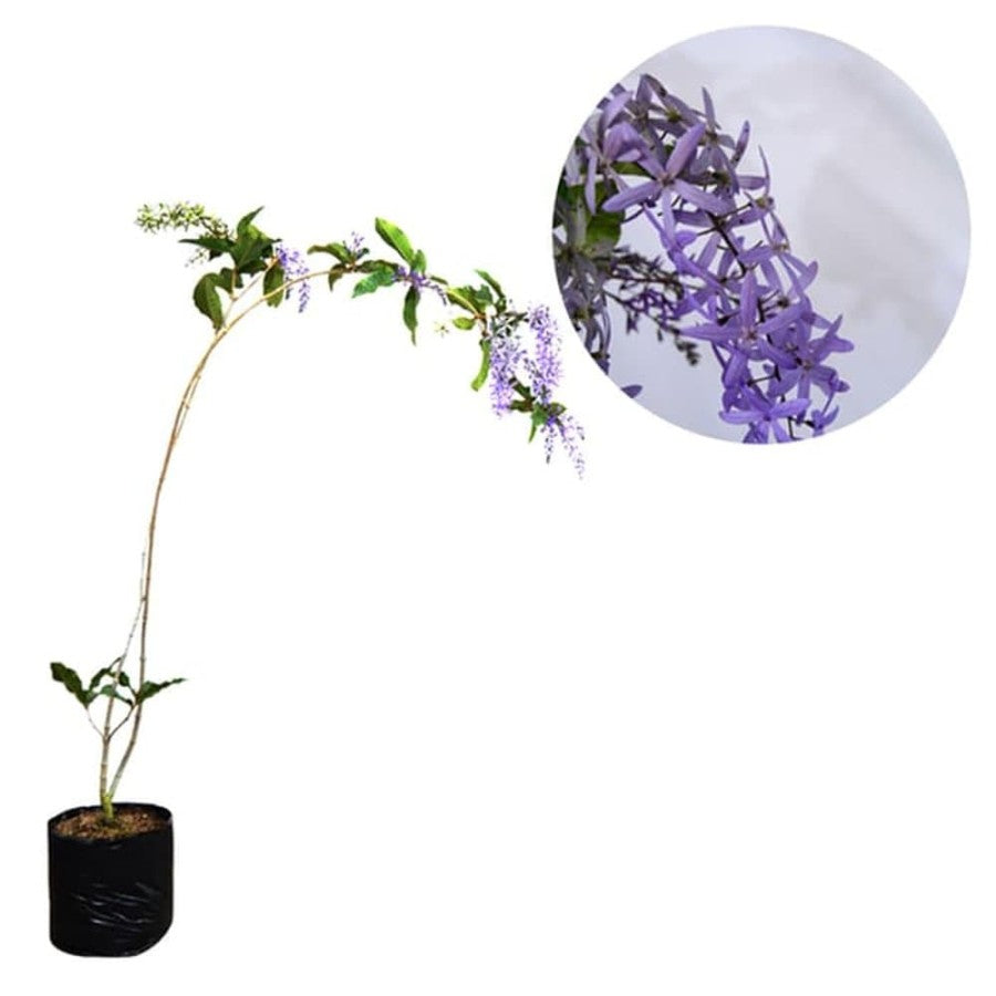 Sindo - Enchanting Purple Sandpaper Vines Plant by Krapyak