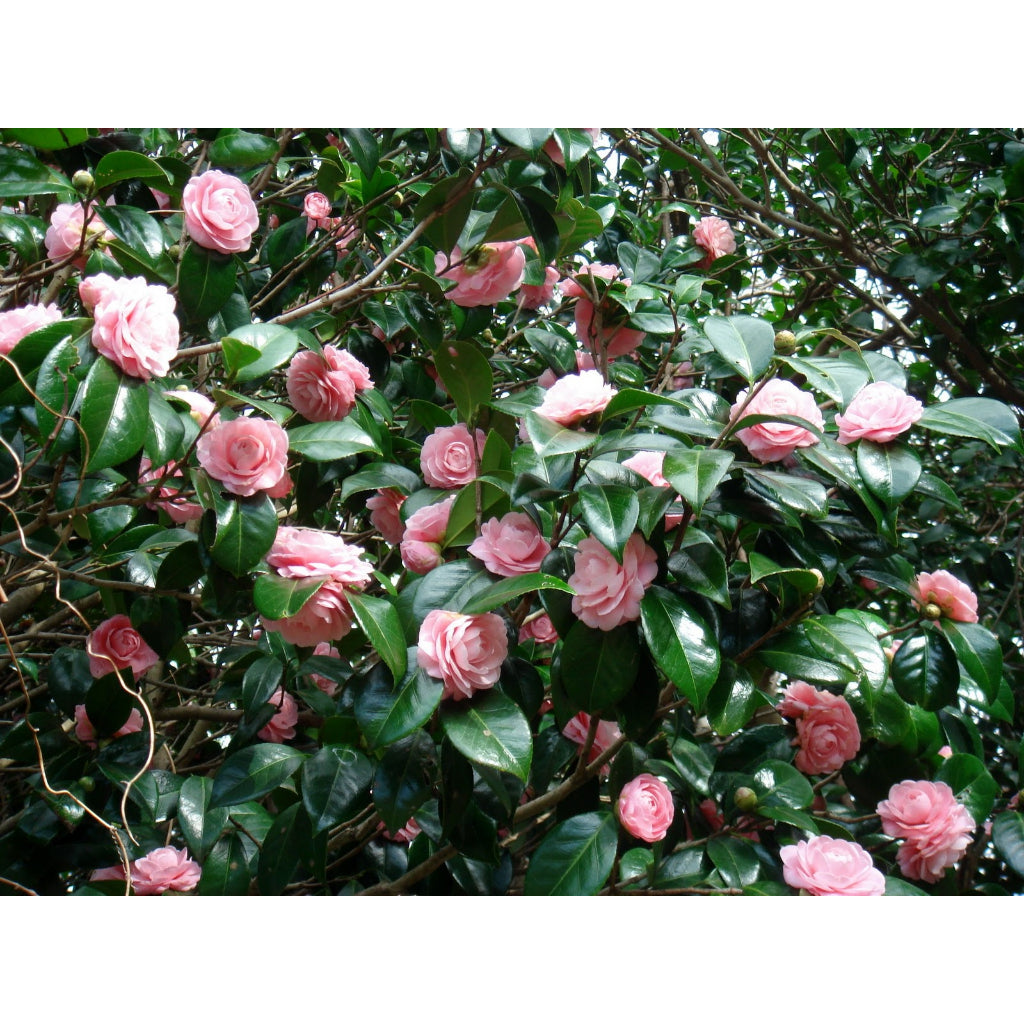 Sindo - Pink Perfection  Japanese Camellia - Enhance Your Garden with Elegance Live Indoor Plant