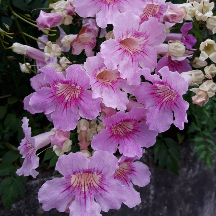 Sindo - Tecomaria Pink  A Blossoming Symphony of Grace and Elegance Live Indoor Plant