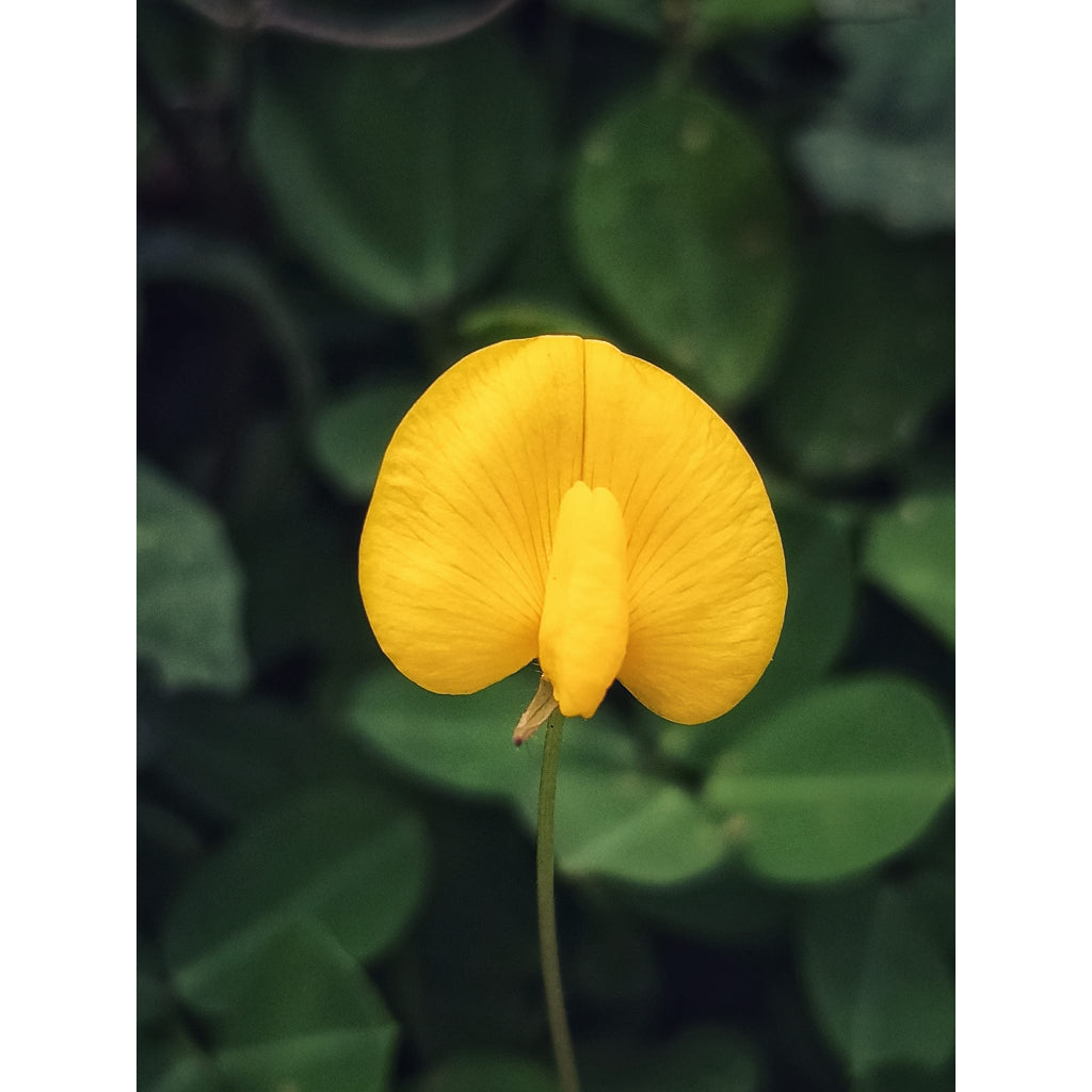 Sindo - Vibrant Yellow Peanut Plant  Add Cheer to Your Garden with Arachis Pintoi