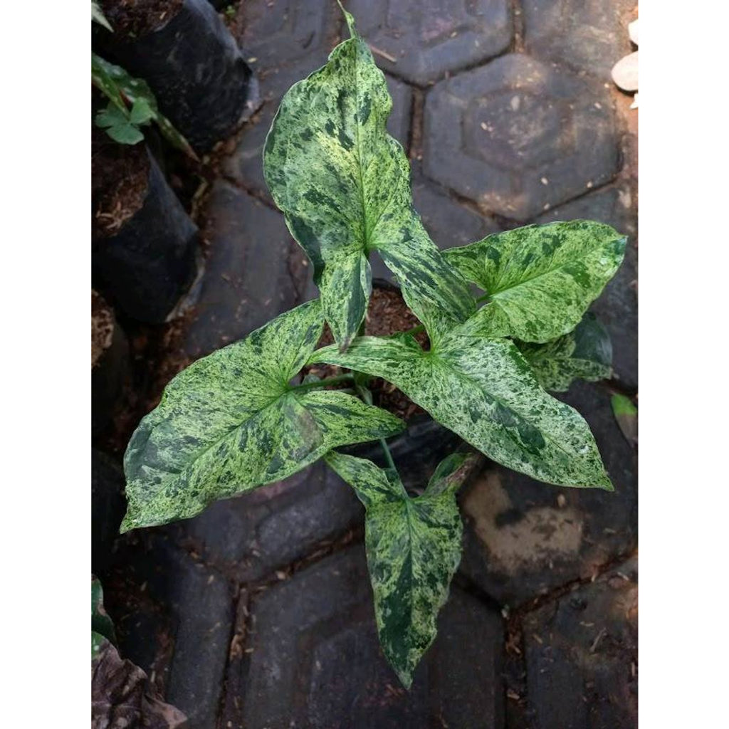 Sindo - Caring for Syngonium Mojito Fresh Cuttings  Year-round Care Guide