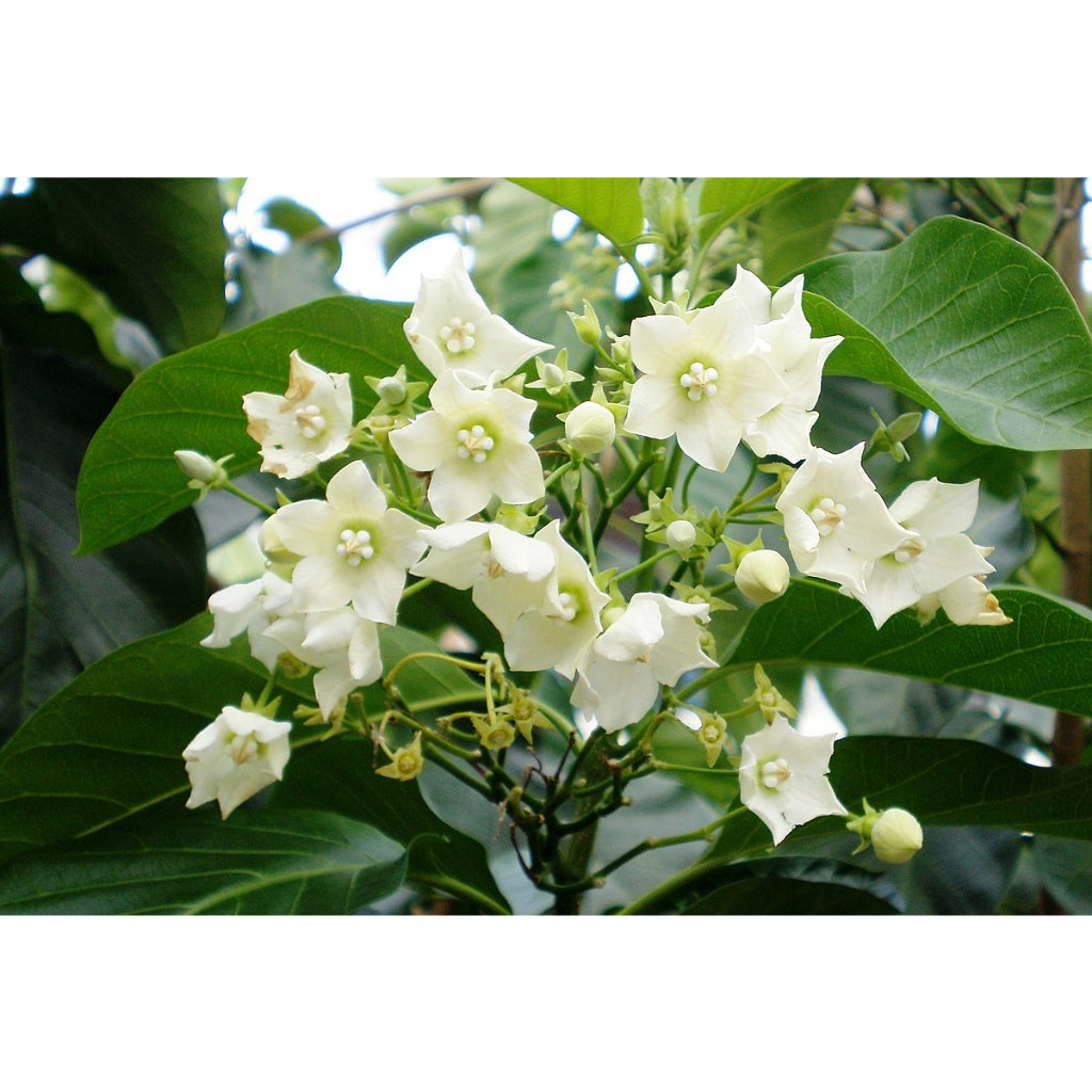 Sindo - Exquisite Elegance  Vallaris Glabra, The Bread Flower, a Delightful Addition to Your Garden