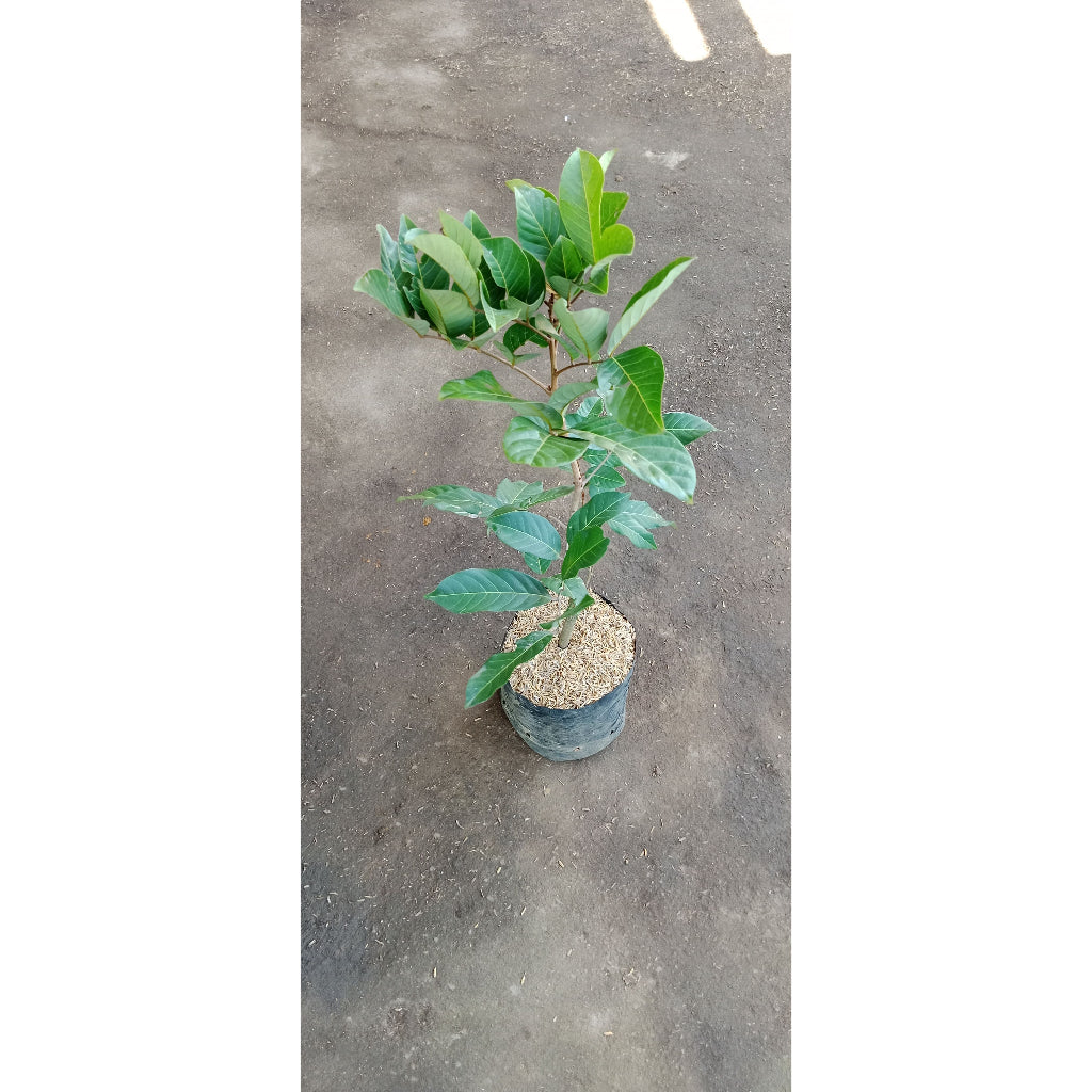 Sindo - Rambutan Aceh  Exotic Delight and Tropical Sweetness for Your Garden Paradise