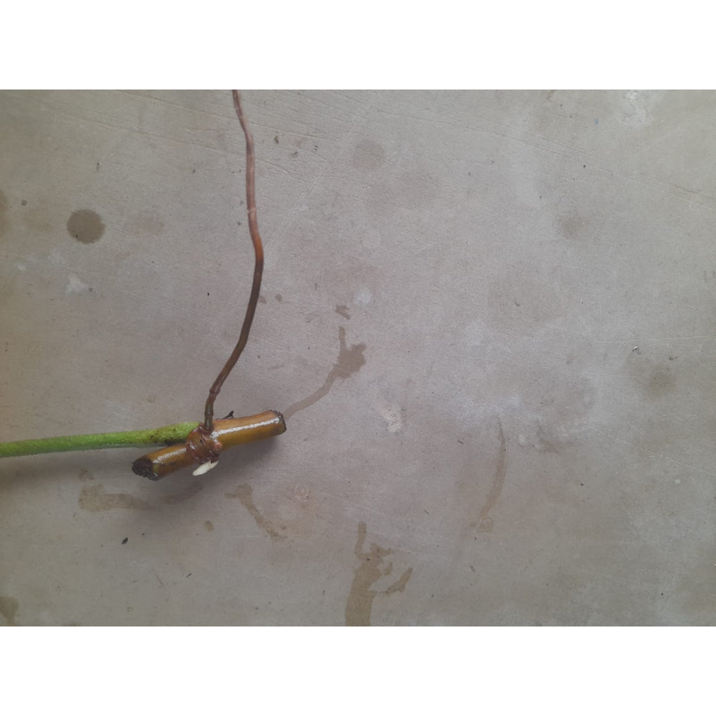 Sindo - Caring for Philodendron Florida Beauty Variegated Fresh Cuttings  Year-round Care Guide