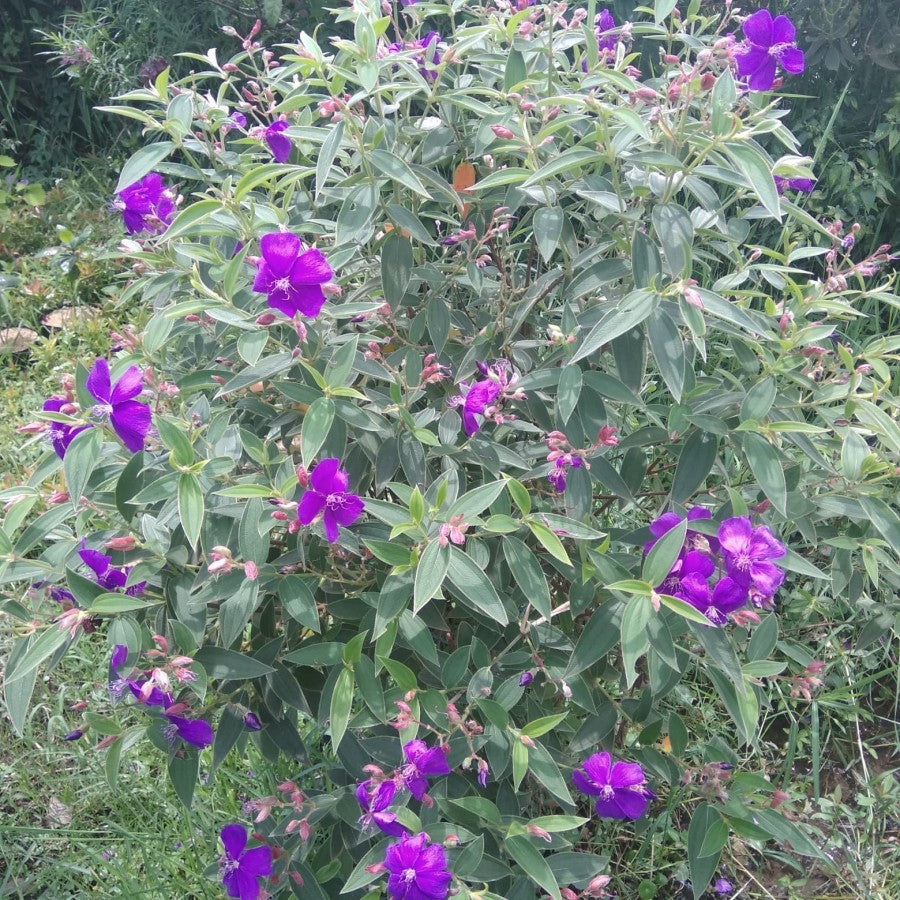 Sindo - Melastoma   Vibrant Blooms for Your Garden Delight Live Indoor Plant