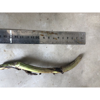 Sindo - Philodendron Melanochrysum Fresh Cutting  Unveiling the Beauty of the Velvet Leaf Houseplant